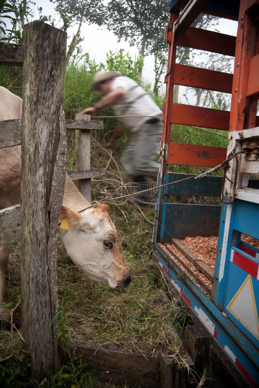 哥斯达黎加牧场手把奶牛放在卡车上图片