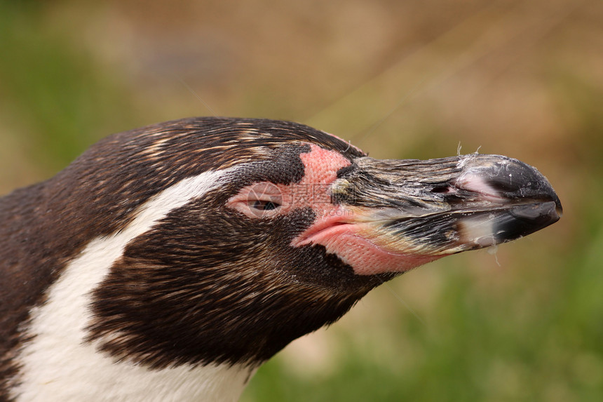 洪堡企鹅的肖像羽毛荒野野生动物动物粉色白色黑色动物园图片