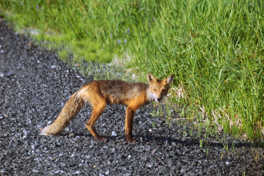 红狐狸捕食者野生动物荒野毛皮哺乳动物动物图片