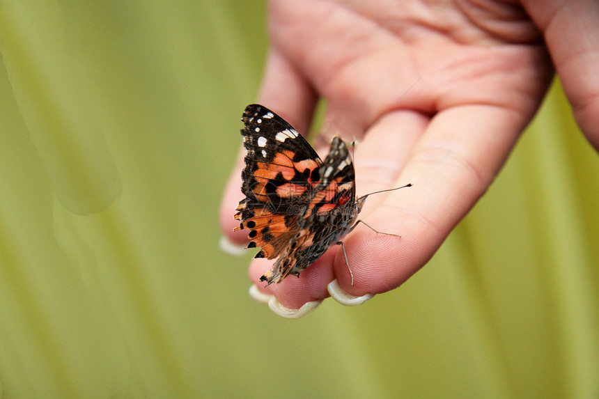 一只蝴蝶坐在一只手上图片