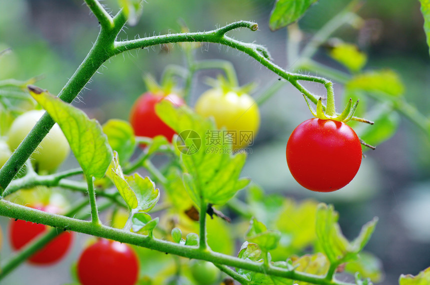 樱桃番茄杂货店植物食物生产生长杂货商水果收成味道园艺图片