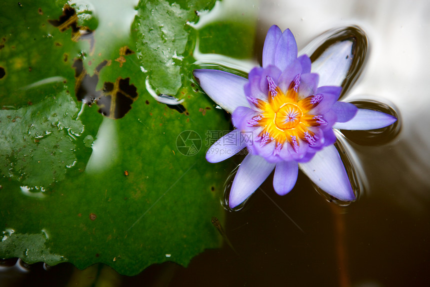 水百里环境植物植物群叶子荷花宏观百合池塘花瓣昆虫图片