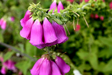 紫花花植物粉色紫色花园花朵背景图片