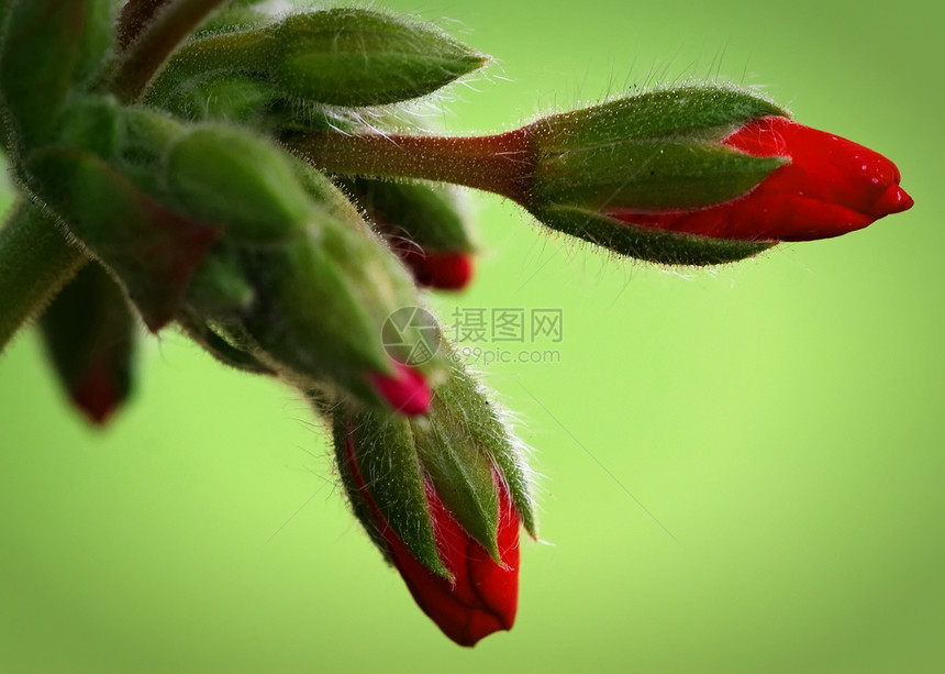红花花花瓣绿色植物植物群宏观图片