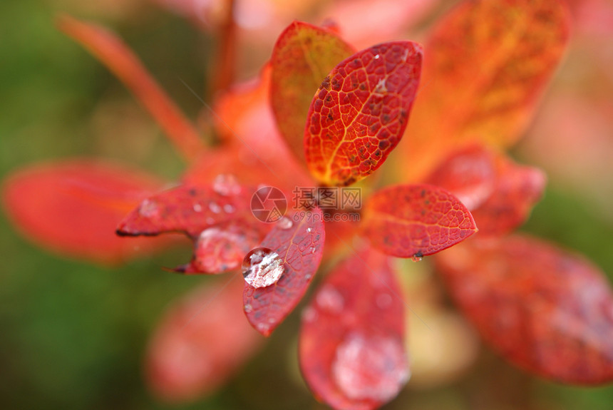 秋叶上的雨滴图片
