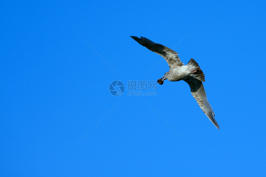 海鸥飞行天堂蓝色动物海岸翅膀牡蛎野生动物荒野航班空气图片