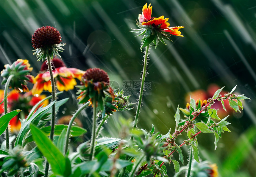 夏雨运动水分热带森林叶子下雨灌溉环境花朵飞沫图片