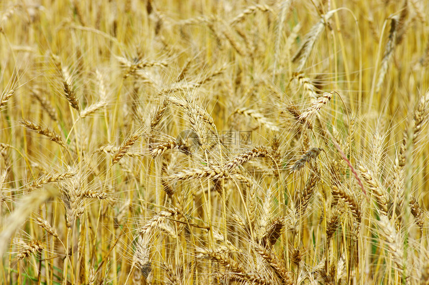 植物上的黄金小麦晴天国家粮食大麦谷物玉米棕褐色生产农场烘烤图片