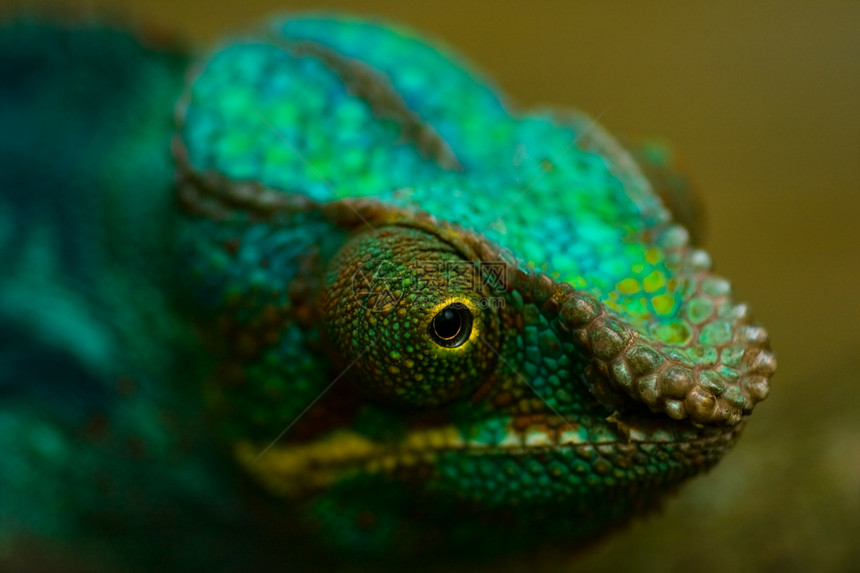 豹色素变色龙蜥蜴爬行动物野生动物眼睛热带皮肤绿色图片
