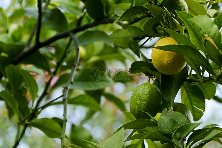 种植柠檬果实图片
