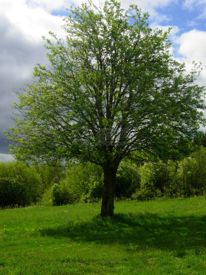 树灰色黑色树叶棕色绿色白色大树多云场地蓝色图片