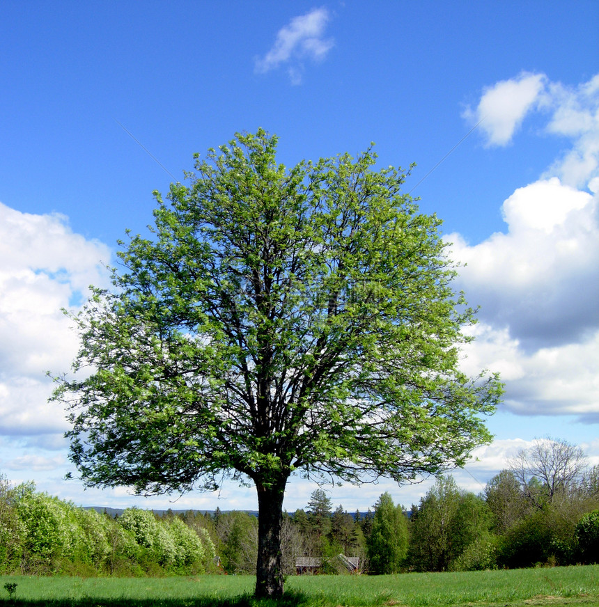 树老树场地蓝色树叶日光木头大树灰色多云叶子图片