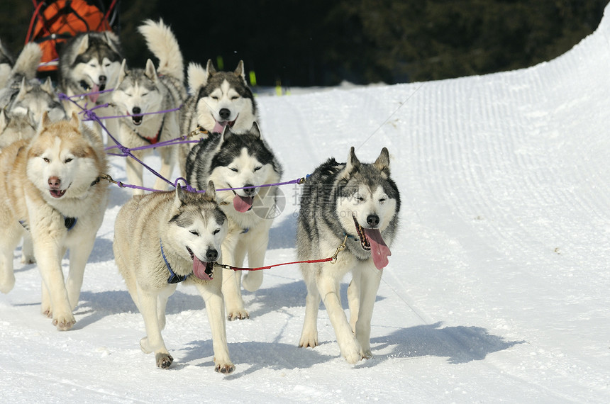 雪雪狗雪橇比赛犬类运动跑步大厅团队图片