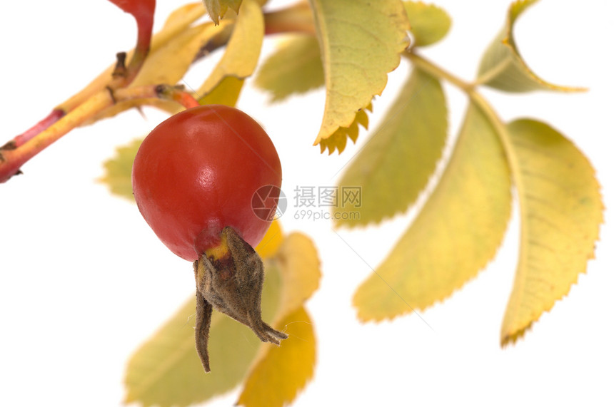 多格罗斯贝瑞里衬套玫瑰浆果饮食植物橙子水果小吃原油叶子图片