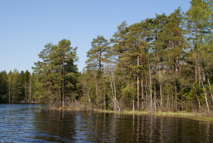 春天的松树湖图片