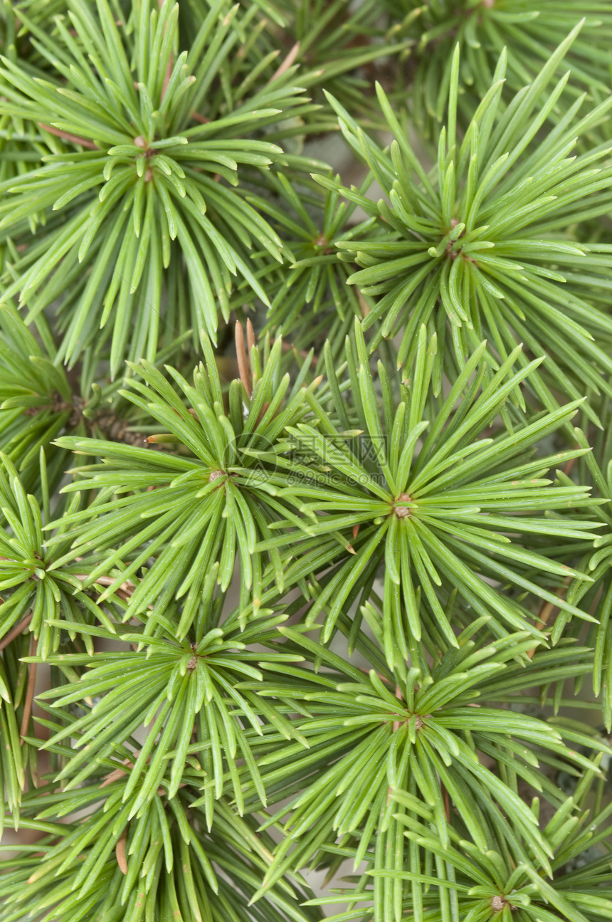 在树干上长出一棵昏花的树芽叶子植物图片