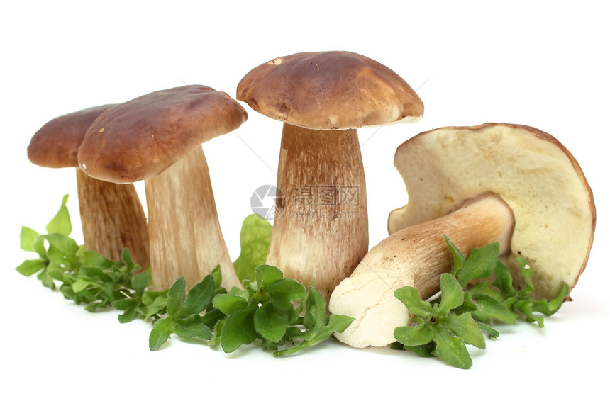 森林蘑菇组生活食物季节棕色土壤绿色植物学美食团体图片