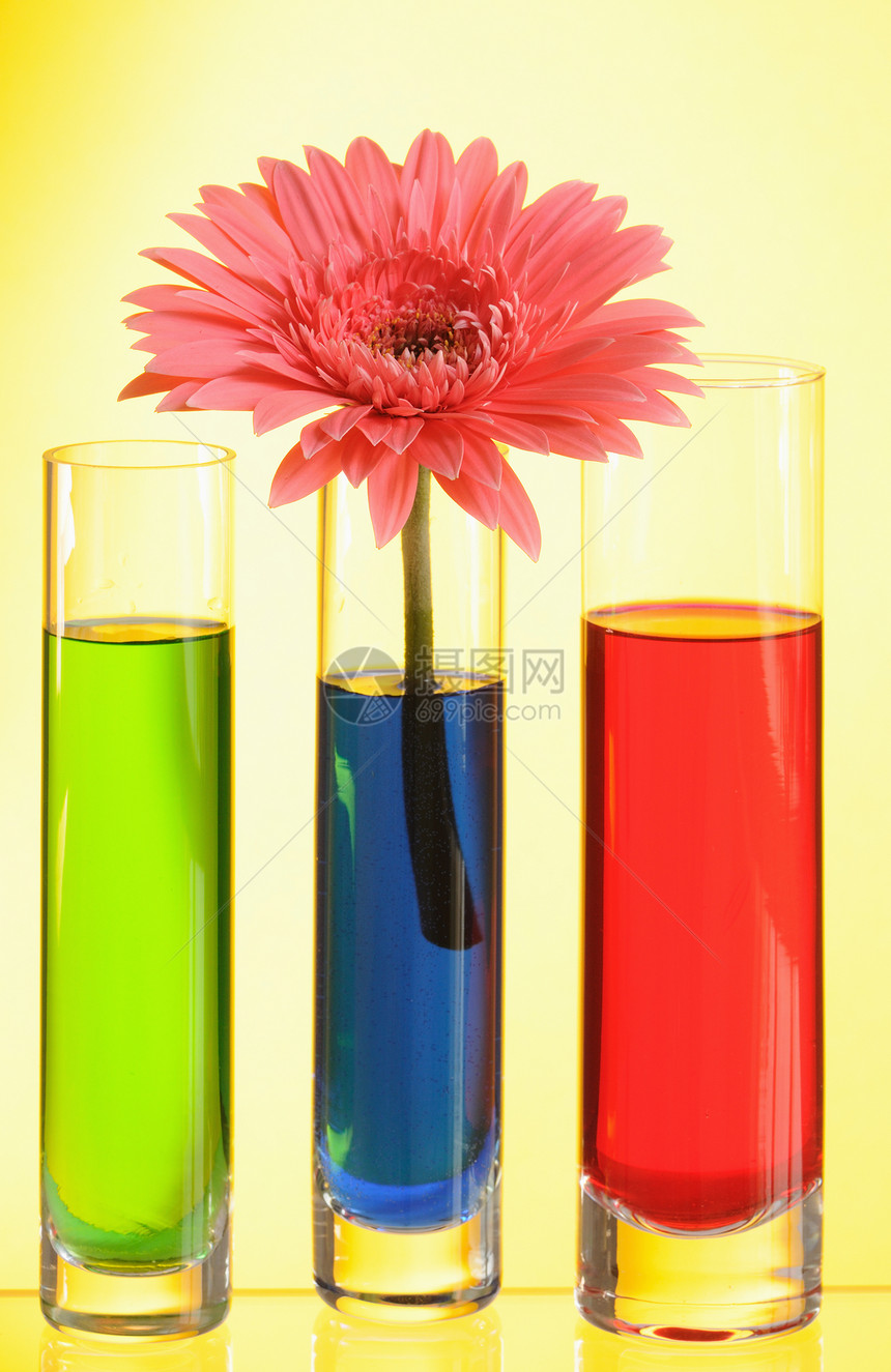 黄斑粉色礼物花瓶蓝色雏菊植物红色花瓣玻璃宏观图片
