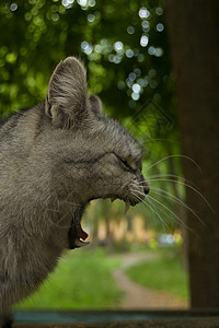 猫类户外猫世界桌子资料院子散景头猫哺乳动物动物绿猫高清图片