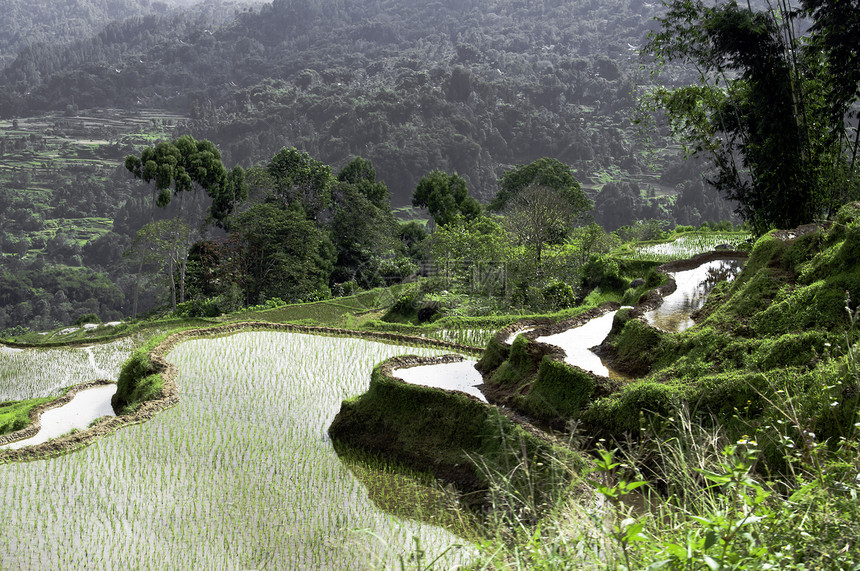 绿稻田农业热带旅行乡村旅游收成种植园食物绿色灌溉图片