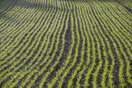 小麦农业农场农田玉米绿色乡村背景图片