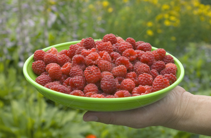 采摘成熟的草莓植物红色叶子食物身体浆果衬套花园绿色水果图片