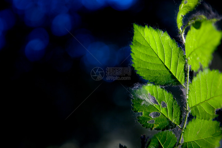 树树分支生长天空绿色叶子环境植物图片