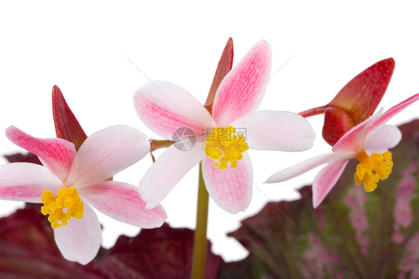 鲜花粉色花瓣白色花朵植物学叶子园艺黄色植物草本植物图片