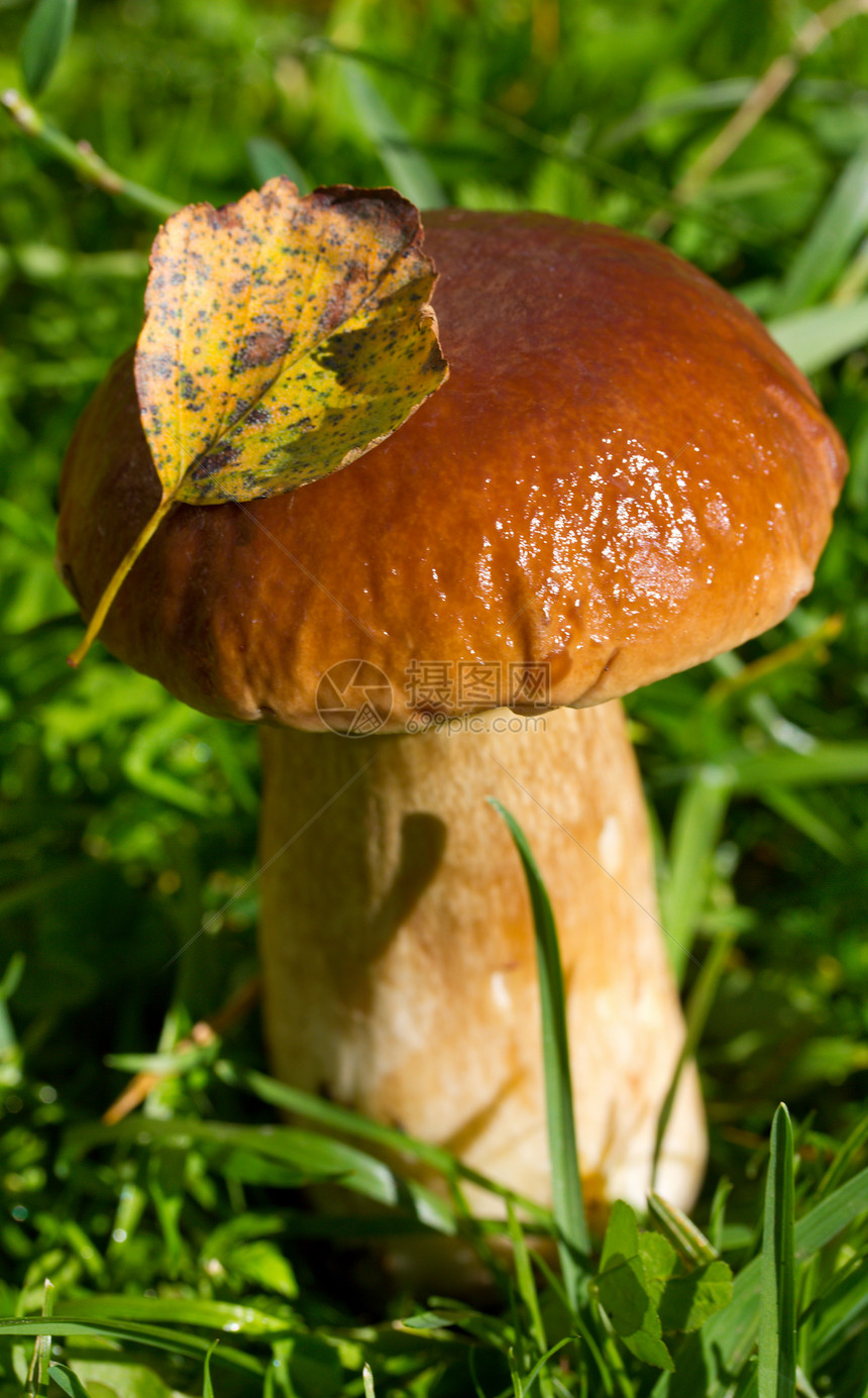 森林中的蘑菇土壤蔬菜叶子树木苔藓食物森林荒野绿色植物学图片