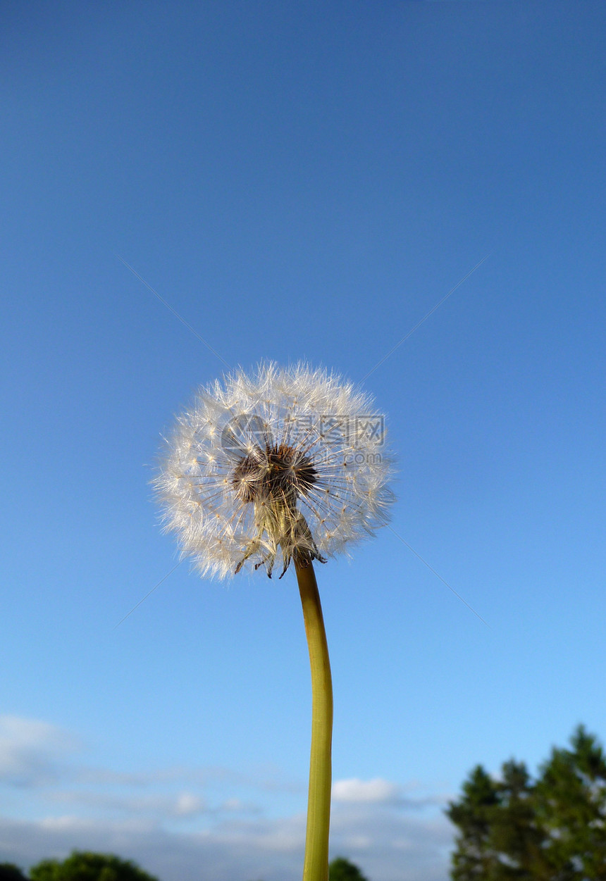 Dandelion 时钟叶子生长植被宏观乡村种子植物蓝色花园植物群图片