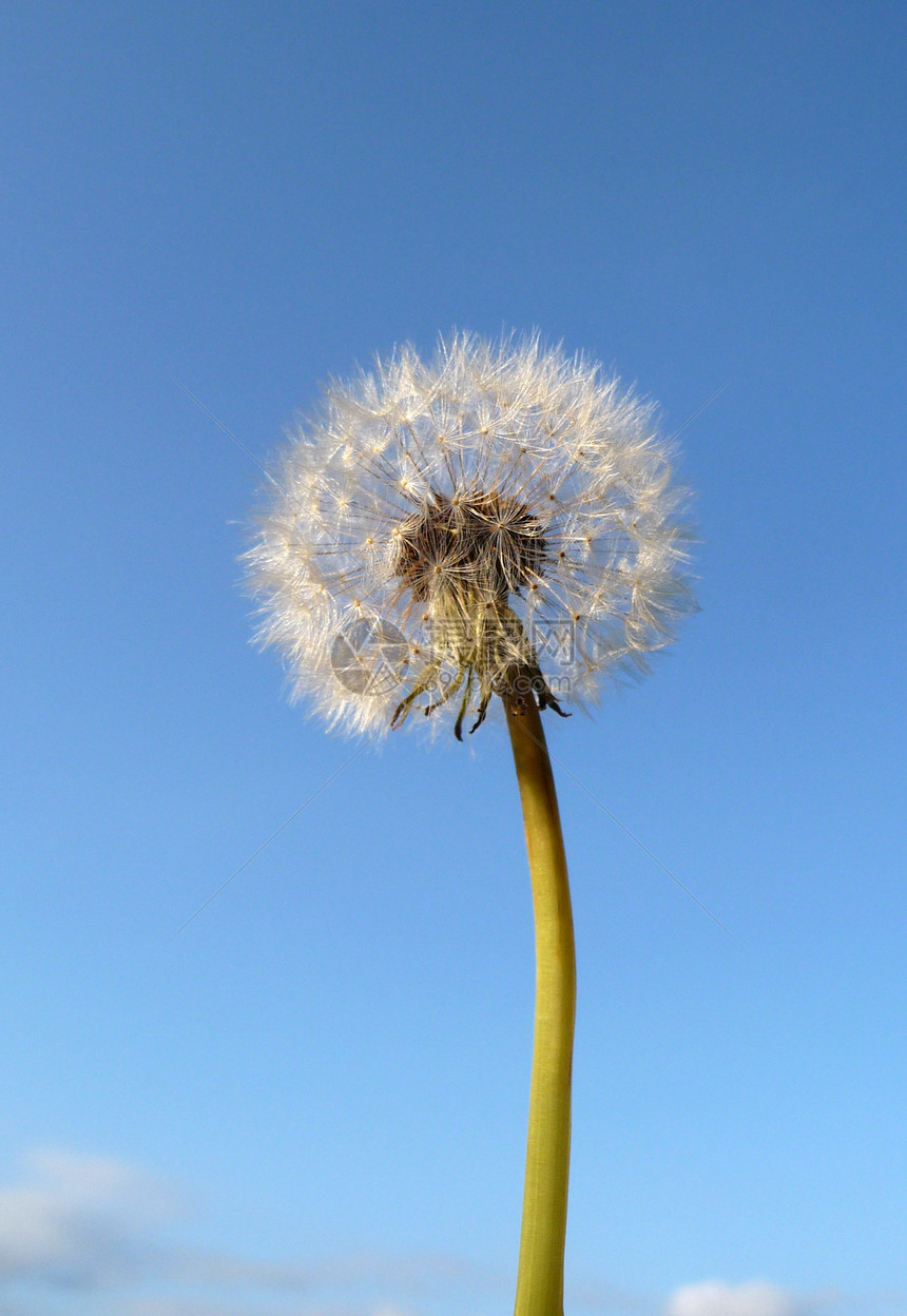 Dandelion 时钟乡村花园生长植物群植物种子天空宏观叶子园艺图片