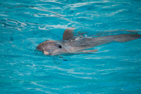 可爱蓝色小海豚海豚 在水中游泳背景