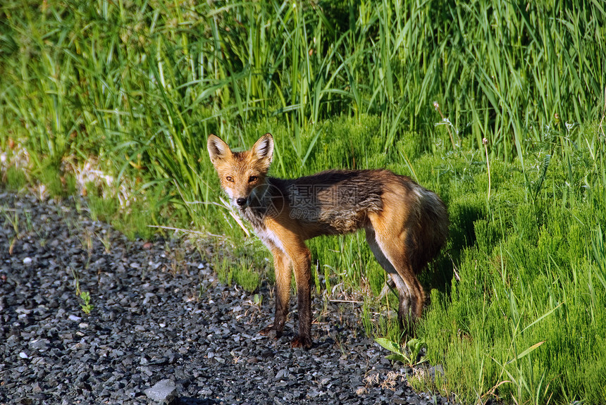 红狐狸哺乳动物野生动物捕食者动物荒野毛皮图片