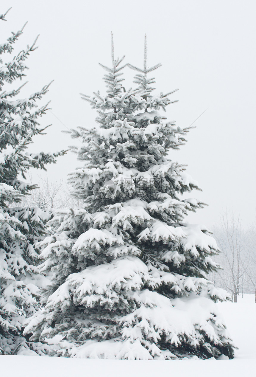满是雪雪的fir树风景寂寞针叶白色枞树城市森林季节暴风雪水晶图片