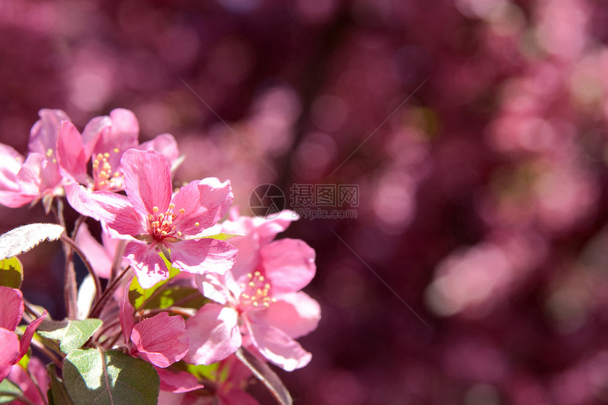 模糊背景的粉花花图片