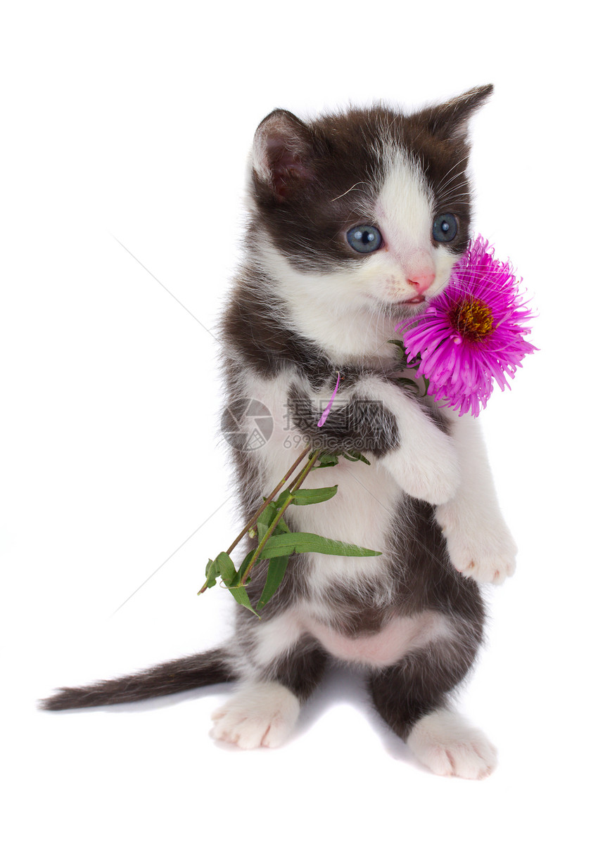 小猫抱着鲜花图片