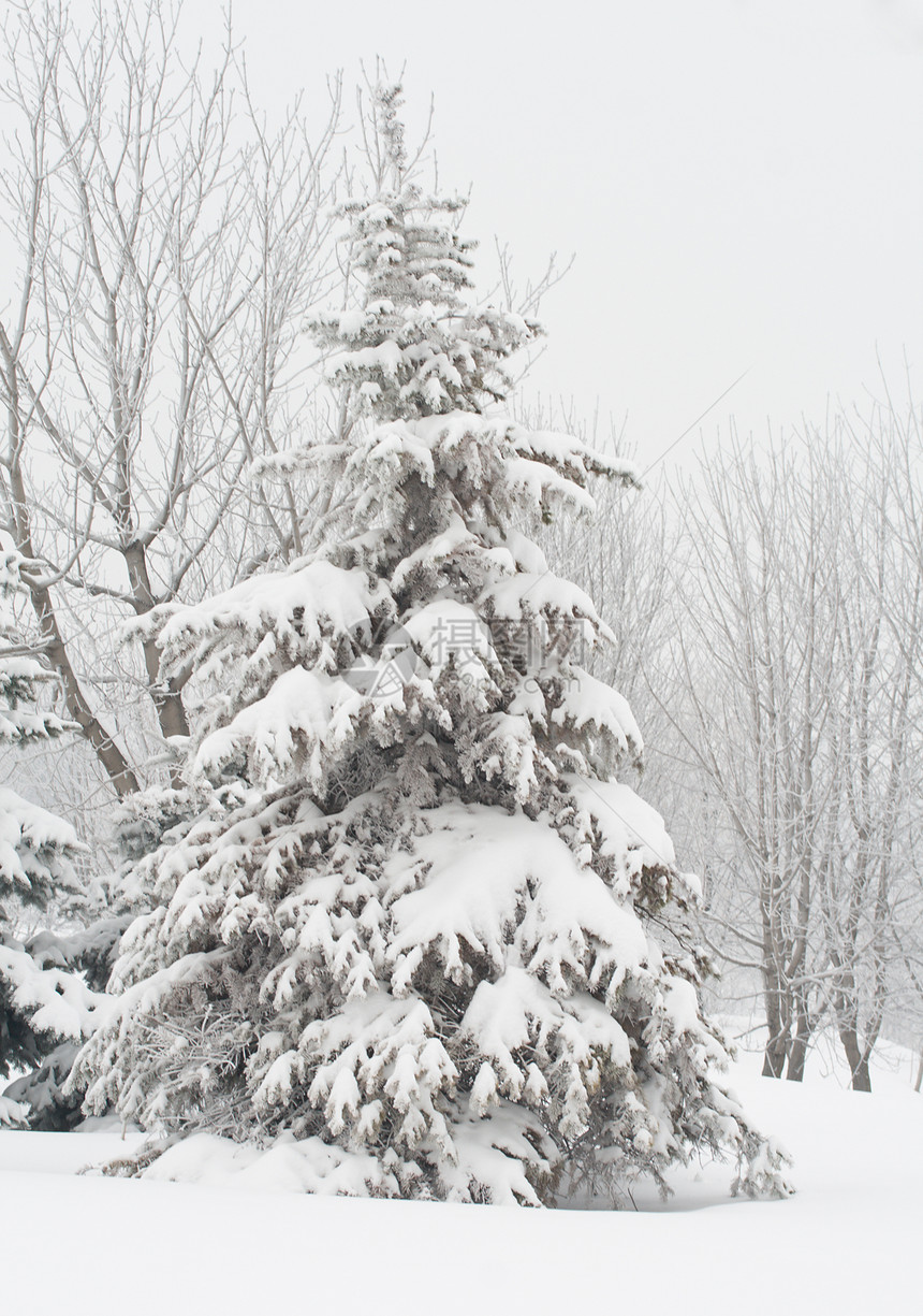 满是雪雪的fir树白色城市季节气候森林风景枞树针叶水晶暴风雪图片