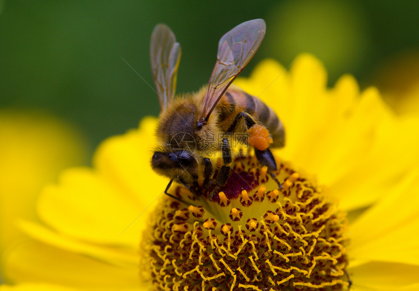 小蜜蜂 在黄花上采集花蜜图片