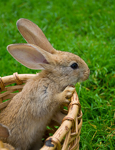 小兔子在篮子里站着高清图片