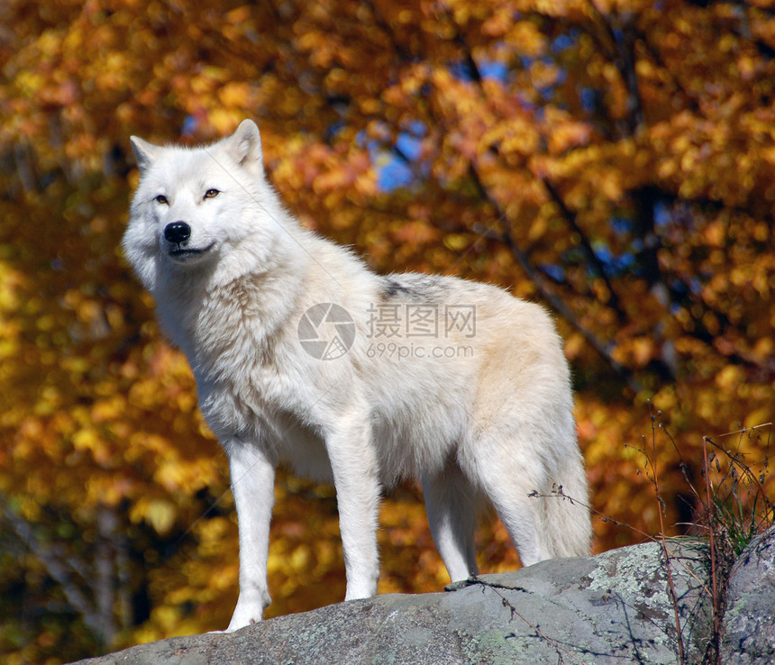 北极野狼白色荒野森林狼疮犬类毛皮捕食者野生动物苔原哺乳动物图片