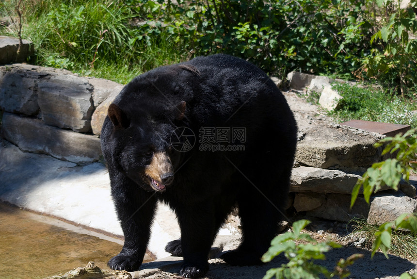 黑熊森林黑色捕食者哺乳动物意志力荒野图片