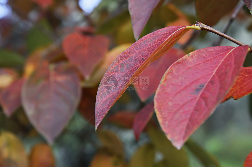 意大利 秋天的五分树叶农民季节性叶子绿色花园黄色产品香气植物群食物图片