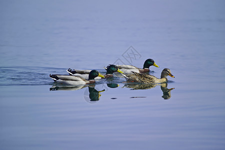 伊塔利 布拉卡诺湖 鸭子高清图片