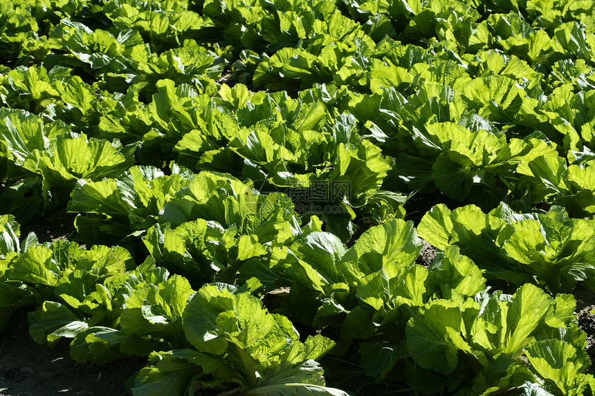 绿色生色的生菜田叶子花园农场食物地球生长沙拉蔬菜饮食农村图片