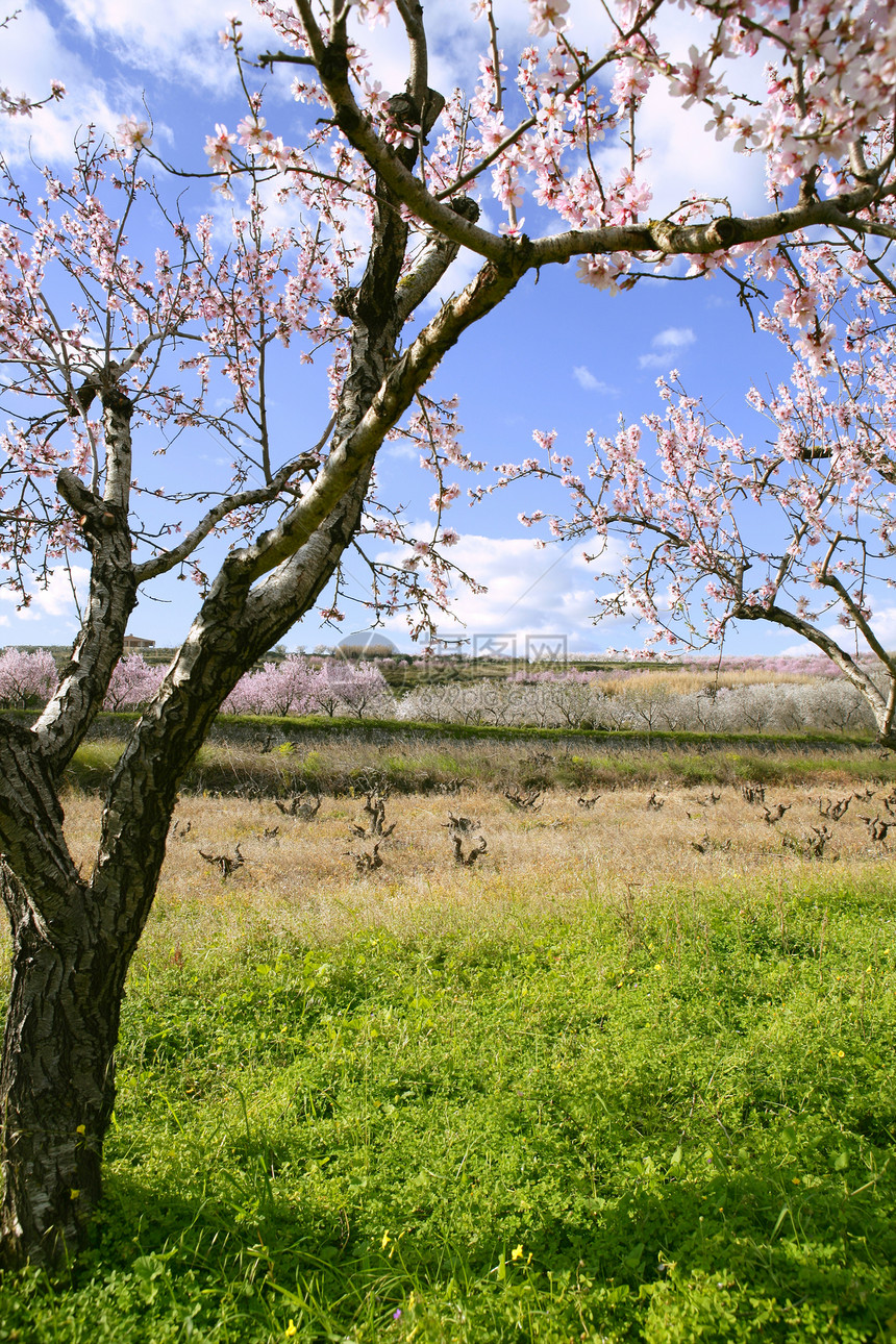 粉红杏仁树花花植物学香气植物群公园花园场地花朵生态季节花瓣图片