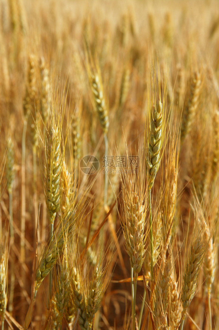 金金麦麦谷 黄田粮食农村生长小麦季节玉米农田谷物种子金子图片