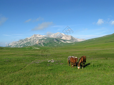 马哲睿冰川山山脉风景全景斜坡轨道一匹马石头冰川植物群天空解脱背景