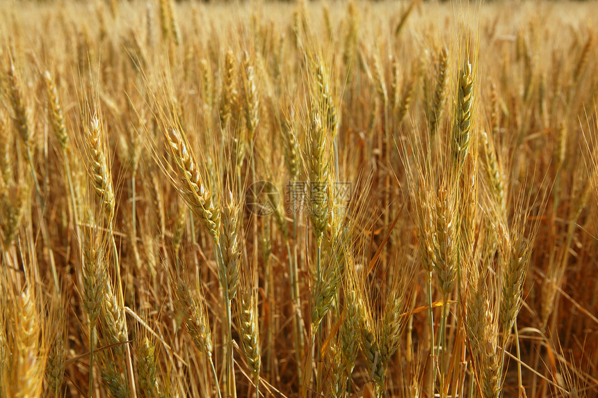 金金麦麦谷 黄田草地玉米稻草面包谷物晴天植物食物粮食农村图片