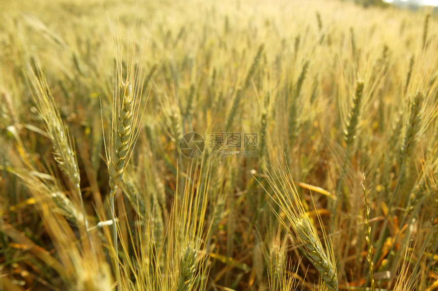 金金麦麦谷 黄田阳光草地太阳大麦晴天玉米植物食物环境国家图片