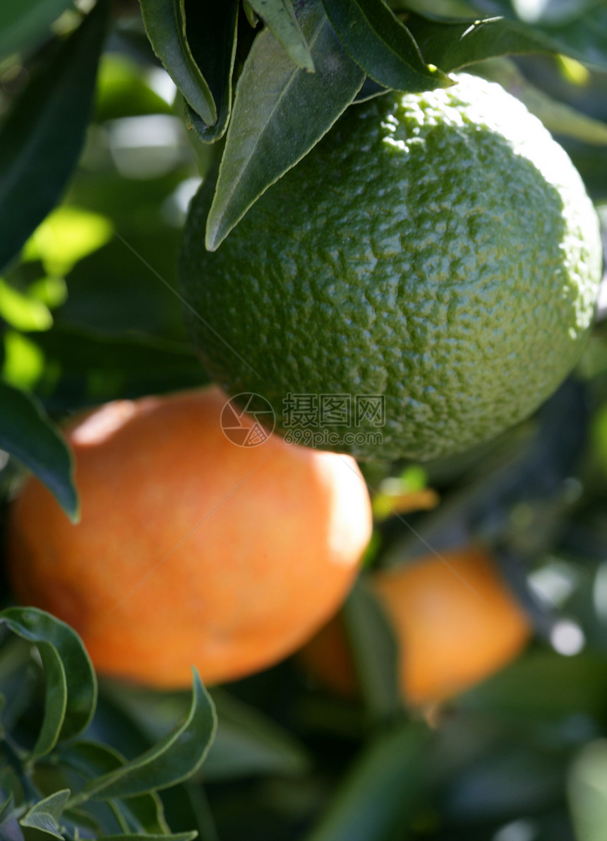 橙子橙树橙子生长晴天太阳果汁农场热带生产叶子水果图片